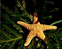 8490_FM_4X5_COLOR_SHELLS_LOVE_SHELLS_FL_04_02.jpg