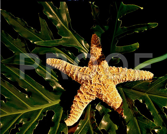 8490_FM_4X5_COLOR_SHELLS_LOVE_SHELLS_FL_04_02.jpg