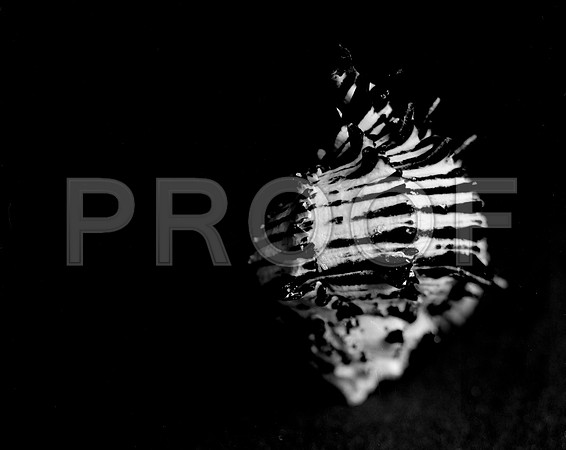 42455_FM_4X5_BW_BLACK_MUREX_SHELLS_FL_04_11.jpg