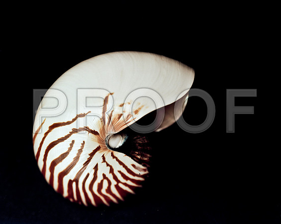 42472_FM_4X5_COLOR_NATNAUT_SHELLS_FL_04_07.jpg