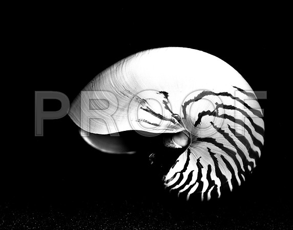 42447_FM_4X5_BW_NATNAUT_SHELLS_FL_04_01.jpg