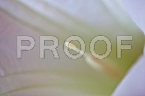 3466_DG_Flowers_Fisher_Island_Miami_FL_IMG_6239