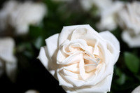 20150531_Flowers_Roses_Fisher_9C7C8315