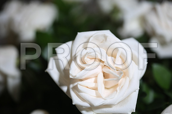 20150531_Flowers_Roses_Fisher_9C7C8315