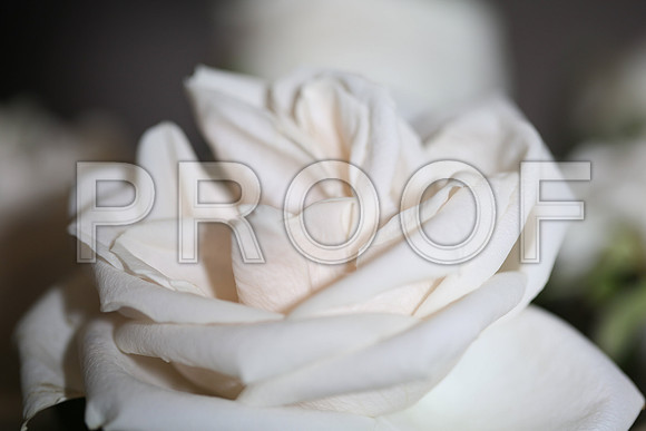 20150531_Flowers_Roses_Fisher_9C7C8310