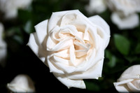 20150531_Flowers_Roses_Fisher_9C7C8320