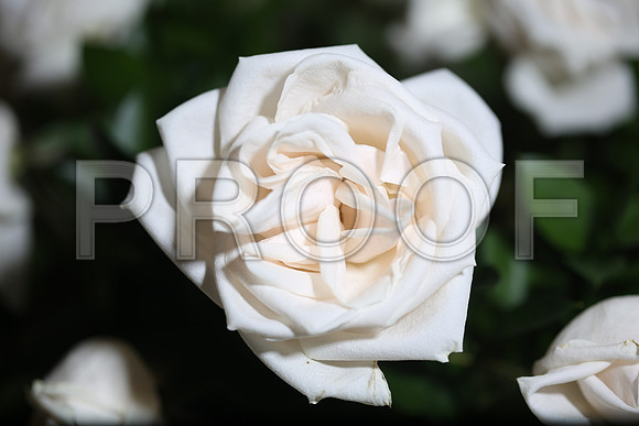 20150531_Flowers_Roses_Fisher_9C7C8320