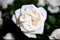 20150531_Flowers_Roses_Fisher_9C7C8317