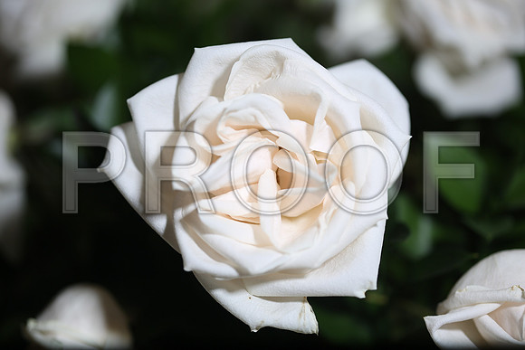 20150531_Flowers_Roses_Fisher_9C7C8317