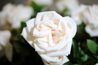 20150531_Flowers_Roses_Fisher_9C7C8314