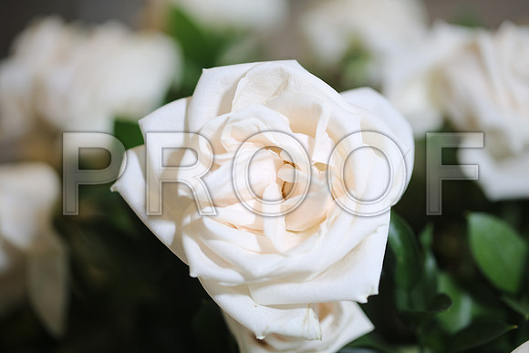20150531_Flowers_Roses_Fisher_9C7C8314