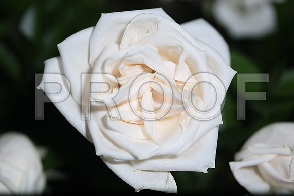 20150531_Flowers_Roses_Fisher_9C7C8323