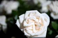 20150531_Flowers_Roses_Fisher_9C7C8316