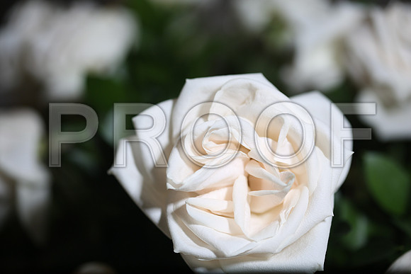 20150531_Flowers_Roses_Fisher_9C7C8316