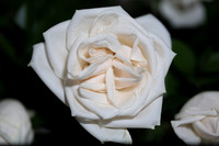 20150531_Flowers_Roses_Fisher_9C7C8324