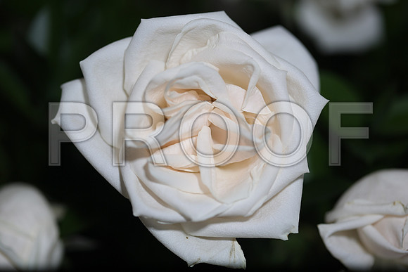 20150531_Flowers_Roses_Fisher_9C7C8324