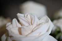 20150531_Flowers_Roses_Fisher_9C7C8311