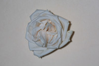 20150531_Flowers_Roses_Fisher_9C7C8333