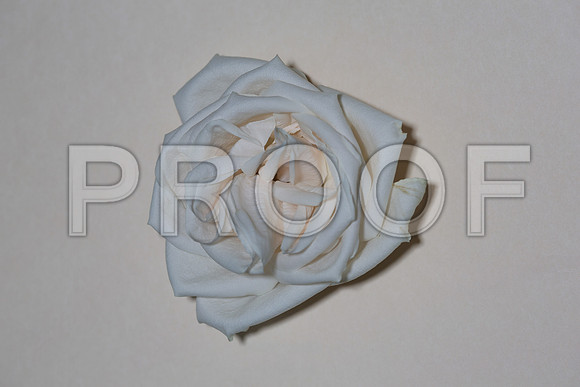 20150531_Flowers_Roses_Fisher_9C7C8333