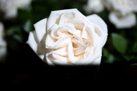 20150531_Flowers_Roses_Fisher_9C7C8318