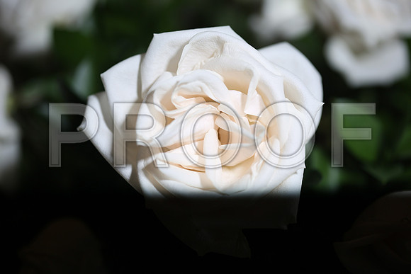 20150531_Flowers_Roses_Fisher_9C7C8318