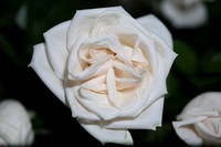 20150531_Flowers_Roses_Fisher_9C7C8325