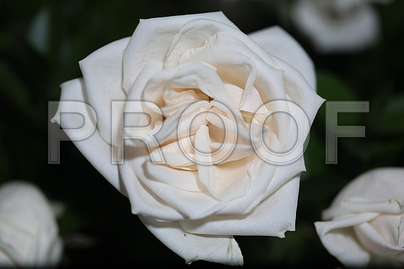 20150531_Flowers_Roses_Fisher_9C7C8325