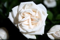 20150531_Flowers_Roses_Fisher_9C7C8321
