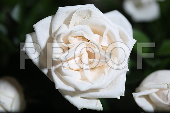 20150531_Flowers_Roses_Fisher_9C7C8321