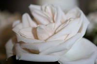 20150531_Flowers_Roses_Fisher_9C7C8313