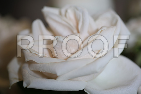 20150531_Flowers_Roses_Fisher_9C7C8313