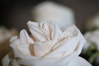 20150531_Flowers_Roses_Fisher_9C7C8312