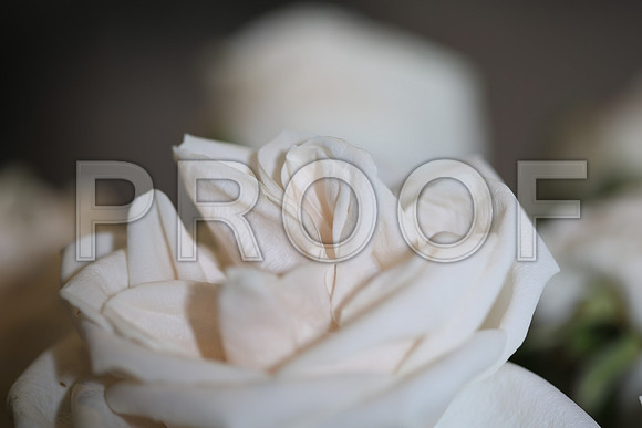 20150531_Flowers_Roses_Fisher_9C7C8312
