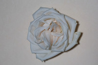 20150531_Flowers_Roses_Fisher_9C7C8334