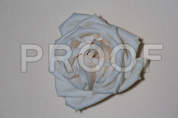 20150531_Flowers_Roses_Fisher_9C7C8334