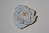 20150531_Flowers_Roses_Fisher_9C7C8332