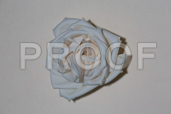 20150531_Flowers_Roses_Fisher_9C7C8332