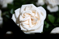 20150531_Flowers_Roses_Fisher_9C7C8319