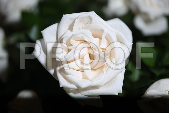 20150531_Flowers_Roses_Fisher_9C7C8319
