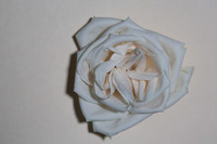 20150531_Flowers_Roses_Fisher_9C7C8335