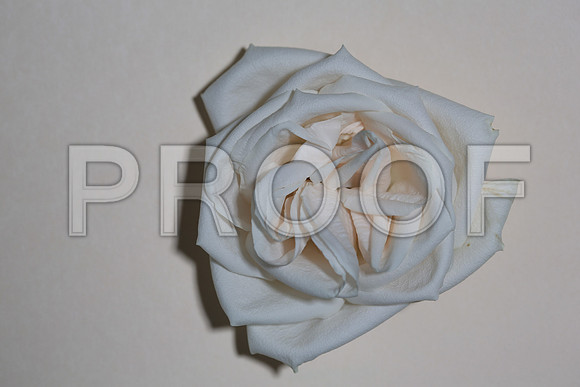 20150531_Flowers_Roses_Fisher_9C7C8335