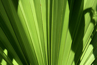 ZV4N3508_VICEROY_PROJECT_MIAMI_BEACH_FL