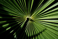 ZV4N3506_VICEROY_PROJECT_MIAMI_BEACH_FL
