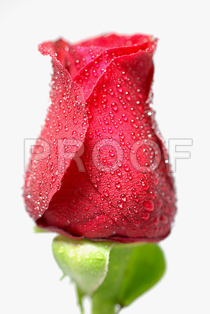 158005643_red rose-2
