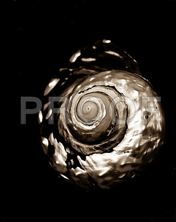 Shells_Flowers_486