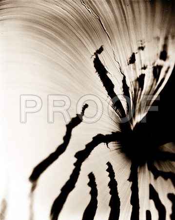 Shells_Flowers_483