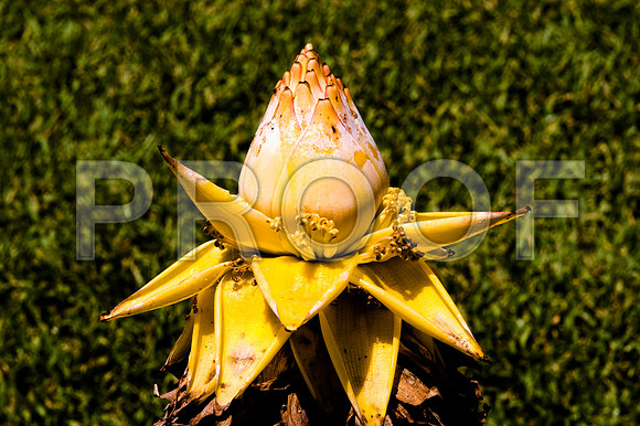 84775_DSC_0086_Fairchild_Garden_Miami_FL_USA