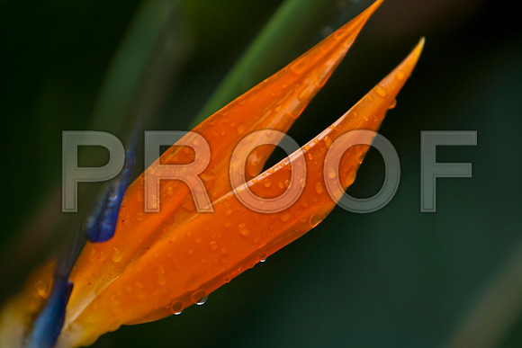 42599_Flowers_Plants_Miami_FL_ZV4N4785