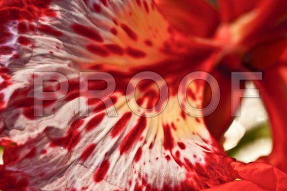 3023_DG_FLOWERS_60nn_MACRO_LENSE_MIAMI_FL_20090524_5L8Y9355 copy