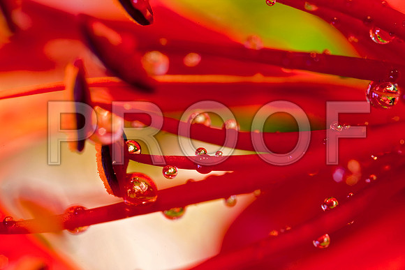 3023_DG_FLOWERS_60nn_MACRO_LENSE_MIAMI_FL_20090524_5L8Y9411